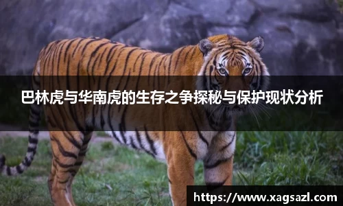 巴林虎与华南虎的生存之争探秘与保护现状分析